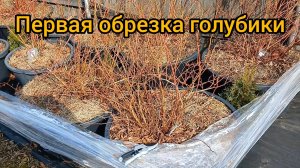 Впервые обрезаю голубику. Получилось хорошо!
