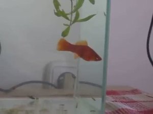 Роды самки меченосца.