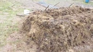 Грядка из кучи навоза для огурцов.Так делали наши предки