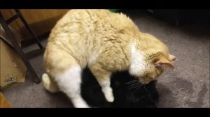 Tomcat Ginger Attempting To Breed Mate Queen Caramel But Failed