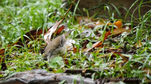 White-browed Scrubwren (Sericornis frontalis) / Weißbrauen-Sericornis [3] смотреть онлайн