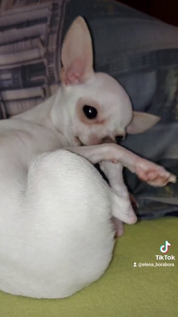 Я съем свою лапу смотреть онлайн