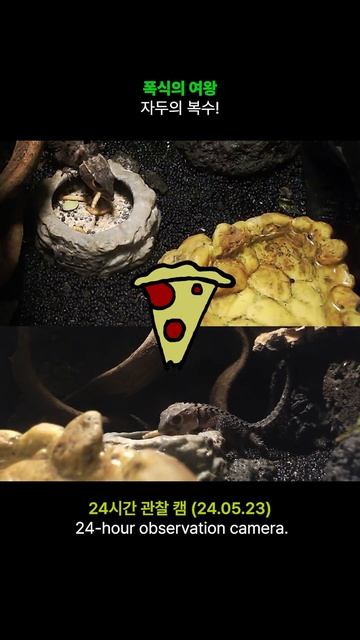 도마뱀 재미있는 상황 좌충우돌 스토리 смотреть онлайн