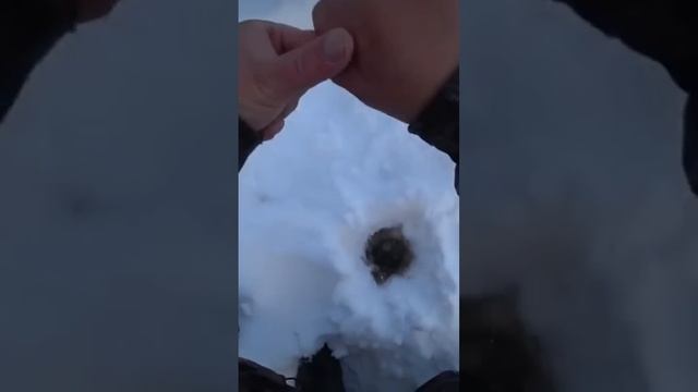 НА МЕЛИ, ЩУКИ НОСЯТ ПАРИКИ! смотреть онлайн