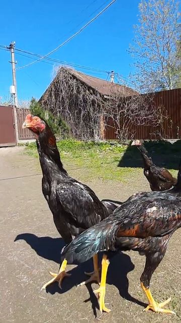 Шамо 2022. смотреть онлайн