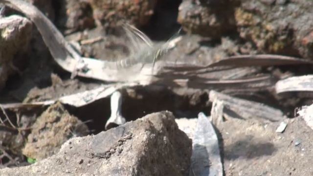 Ajedrezada menor Pyrgus orcyhoides