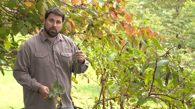 Survival Skills: Identify These 5 Poisonous Plants смотреть онлайн