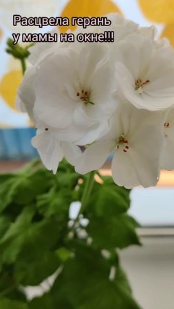 герань у мамы на окне