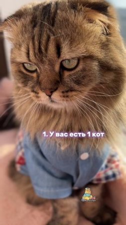 3 признака хорошей жизни😻 #котики #милота #животные