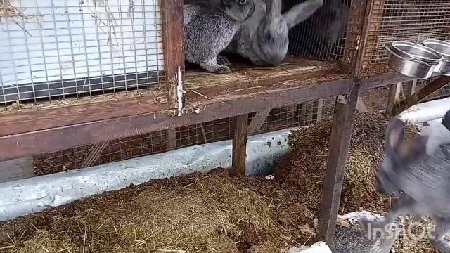 18+ Вес кроликов полтавское серебро в четыре месяца смотреть онлайн