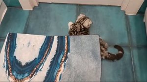 Залезла под коврик