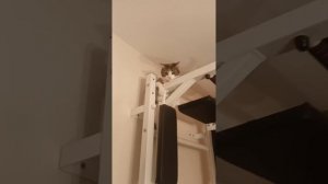 котейка от подписчика из нашей группы в вк 😼