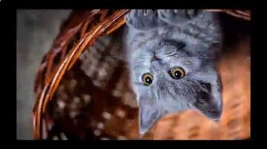 Вещдок. Особый случай - 5 серия (2018) криминальный детектив