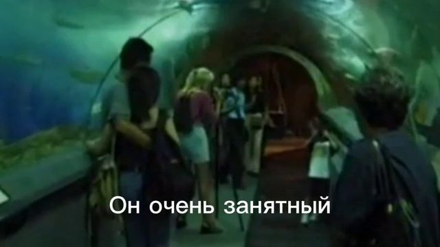 77. Пропала собака