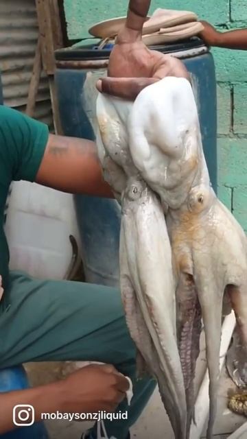 Squid 🦑 смотреть онлайн