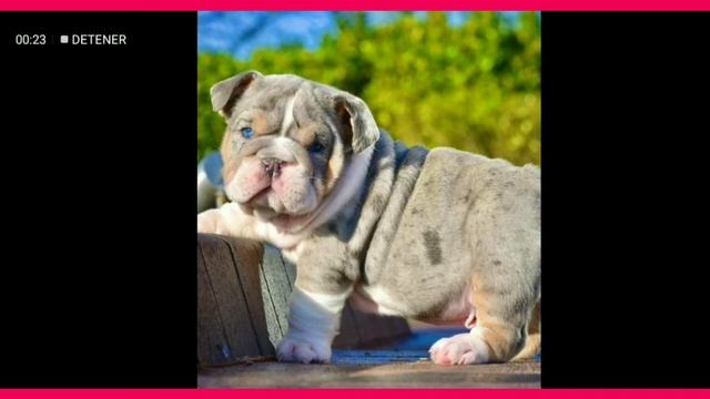 Fabian Racing Peru(Razas Caninas),El color mas peligroso de los perros poderosos - EL MERLE!!!!! смотреть онлайн