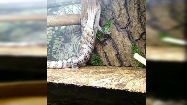 Флеш и его ветка