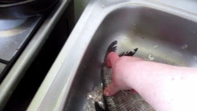 Как почистить речную рыбу ЛЕЩ  от чешуи за три минуты видео?