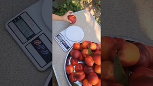 Нектарин Харблейз. 20.08.2023 #нектарин #саджанці