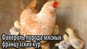 Фавероль порода мясных французских кур
