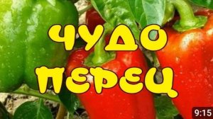 РАССАДА СЛАДКОГО ПЕРЦА от А до Я. КАК ВЫРАСТИТЬ БОЛГАРСКИЙ ПЕРЕЦ. КОГДА САЖАТЬ ПЕРЕЦ.