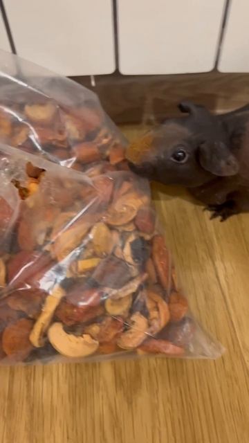 Потому что грызуны #домашниеживотные #животные #забавныеживотные #морскиесвинки #лысые #экзоты #ням смотреть онлайн