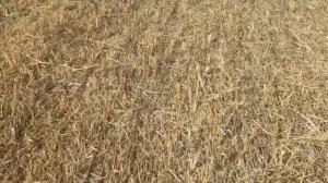 Выращивание просо. No-till 12.09.2019. Уборка пожнивного просо