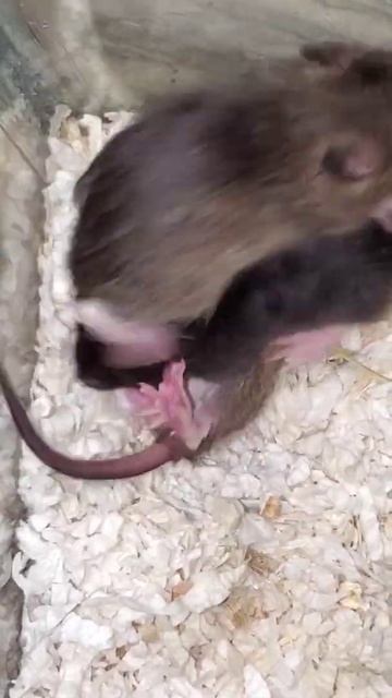 Extremely cute baby rats смотреть онлайн