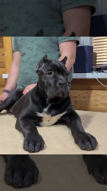 Кане Корсо девочка