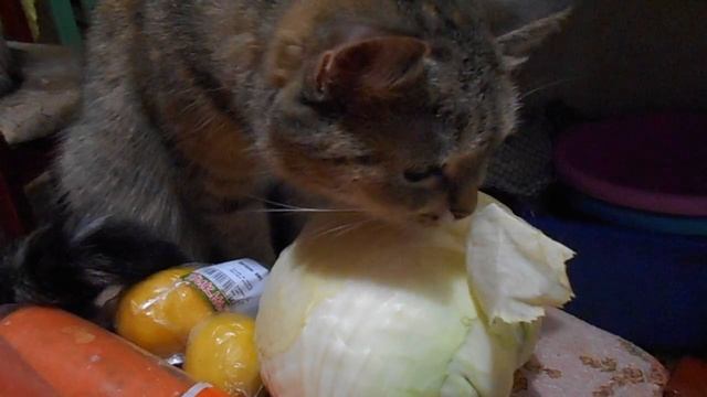 Кошка Ромашка ест капусту-2! смотреть онлайн