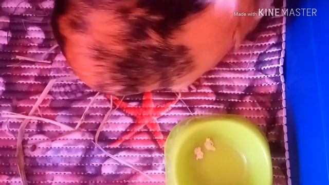 Пародия:Медуза/Певец 2018/Best Friend/ смотреть онлайн