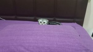 Игрища за подушкой