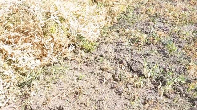 Первый выезд на свал,Уборка 2023 началась. Горох на свал жатками Дон-мар и Полесе 10.7м. смотреть онлайн