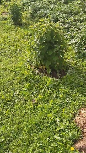 малина таруса смотреть онлайн