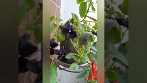 Огород на балконе сезон 2023.