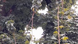 Птичка имитирующая Сирену? Кто знает что за птичка? Кривой Рог