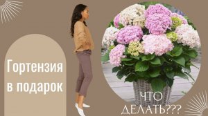 Гортензия в подарок 🎁 Что делать?