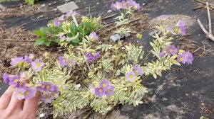 Синюха варієгатна