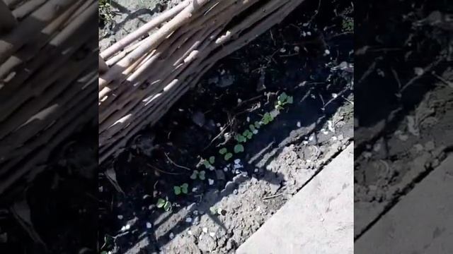 Мой сад в апреле 2019 года !!! смотреть онлайн