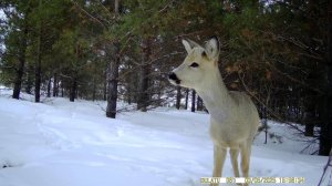 Дайджест камеры 3