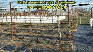 Открывать ли виноград?