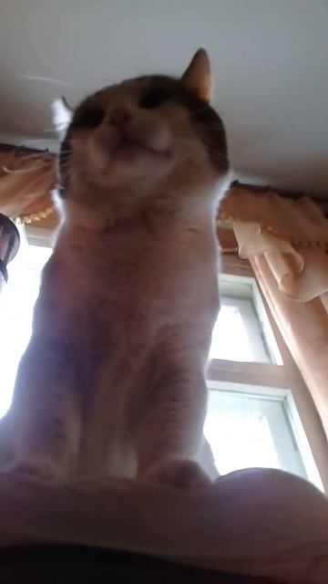 Амурский тигр смотреть онлайн