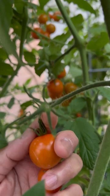 SATISFYING SOUNDS OF HARVESTING #gardeningvideos #gardentomatoes #gardeningmakesmehappy #tomato смотреть онлайн