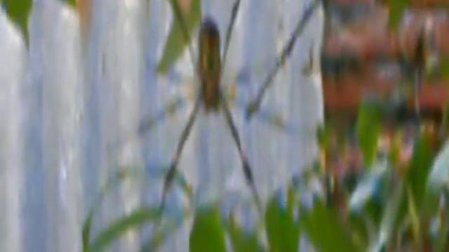 La Nephila Clavipes Tucumana смотреть онлайн