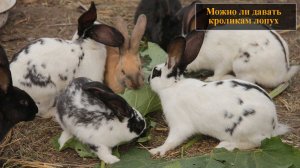 Можно ли давать кроликам лопух