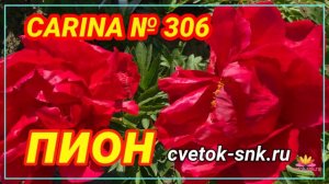 Пион Carina. Цветение 2022 года / Сад Ворошиловой