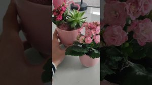 Почему каланхое вытягивается и не пышное как при покупке?