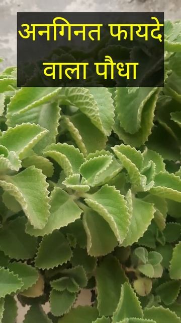 #shorts #trending #viral | Mexican Mint Plant | Indian borage plant смотреть онлайн