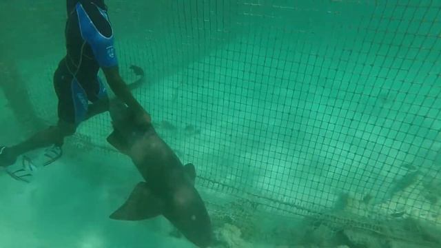 PUNTA CANA SHARK BAIT смотреть онлайн