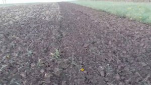 Трактор МТЗ 892 дискует стерню